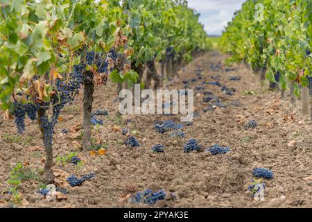 Reduzierung der Reifegrauben zur Erzeugung von Weinen höchster Qualität in Bordeaux, Frankreich Stockfoto