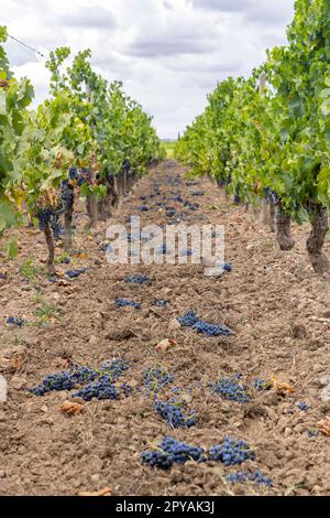 Reduzierung der Reifegrauben zur Erzeugung von Weinen höchster Qualität in Bordeaux, Frankreich Stockfoto