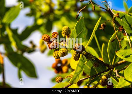 Grüner tropischer karibikstrand pflanzt Blumen und Bäume in Mexiko. Stockfoto