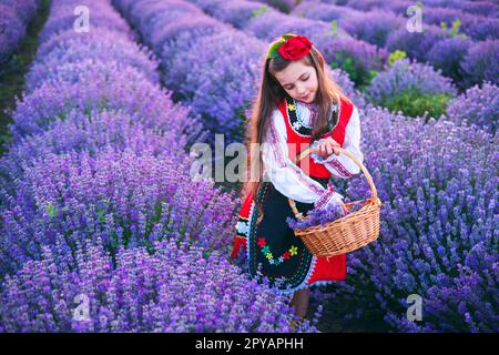 Bulgarisches Mädchen in traditionellem Folklorekleid pflückt Lavendelkräuter im Korb während des Sonnenuntergangs über dem Feld Stockfoto