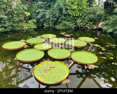 Teich mit den wunderschönen Seerosenblättern von Königin Victoria Stockfoto