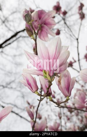 Magnolienbaum in voller Blüte Stockfoto