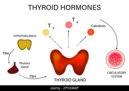 Medizinisches Poster mit Schilddrüsenhormonbild auf weißem Hintergrund Stockfoto