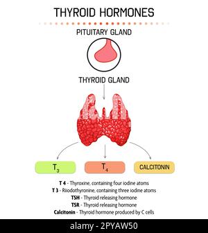 Medizinisches Poster mit Schilddrüsenhormonbild auf hellem Hintergrund Stockfoto