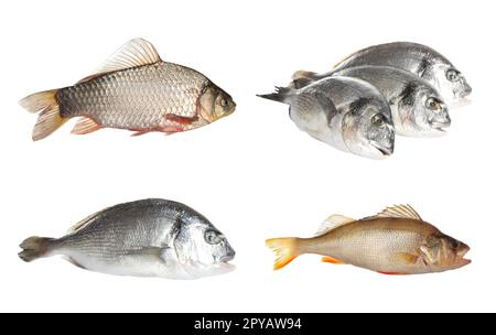 Mit frischem rohem dorado-Fisch, Barsch und Karpfen auf weißem Hintergrund Stockfoto