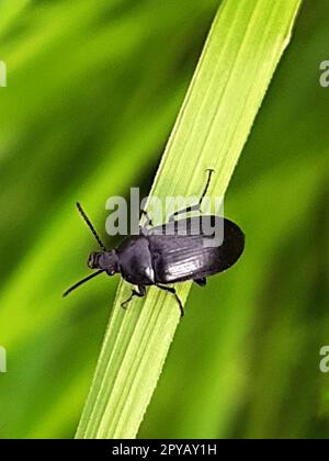Käfer im Frühlingsgrün Stockfoto