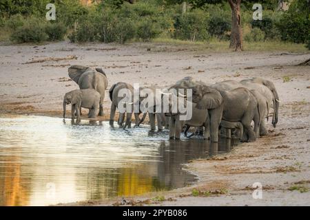 Elefanten, Herde (Loxodonta Africana), zu Fuß zum Flussufer, trinken im flachen Wasser. Afrikanische Elefantenfamilie. Caprivi-Streifen, Namibia, Afrika Stockfoto