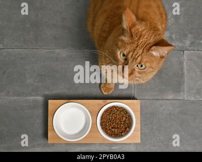 Geschnittene Ingwerkatze, die auf Essen wartet, direkt von oben gesehen. Stockfoto