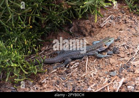 Gran-Canaria-Rieseneidechse (Gallotia stehlini) Stockfoto