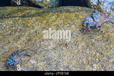 Schwarze Krabben auf Klippen Steine Felsen Puerto Escondido Mexiko. Stockfoto