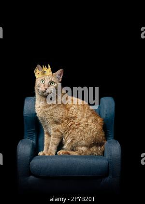 Süße Ingwerkatze, die auf einem Sessel sitzt und eine goldene Krone trägt, isoliert auf schwarzem Hintergrund mit Kopierbereich. Stockfoto
