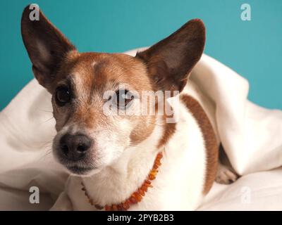 Porträt eines Jack Russell Terrier auf einem Kissen Stockfoto