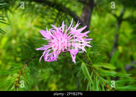 Wiesenmaisblume Centaurea jacea ist eine Ackerpflanze, eine Art der Gattung Cornflower der Familie Asteraceae oder Asteraceae. Wächst auf Wiesen und Waldkanten. Violette, elegante Blume. Karelien Stockfoto