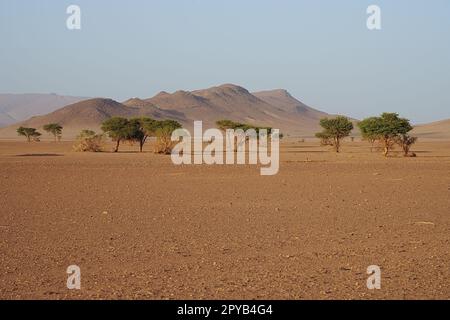 Wüste und Berge zwischen den afrikanischen Städten Tissint und Foum Zguid in Souss-Massa von Marokko, klarer blauer Himmel an 2023 warmen sonnigen Wintertag am Januar. Stockfoto