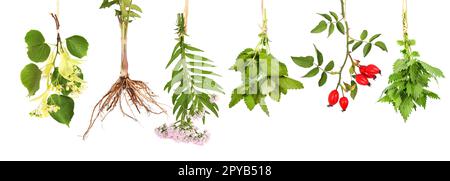 Frische Teepflanzen hängen mit isoliertem Hintergrund zum Trocknen auf Stockfoto