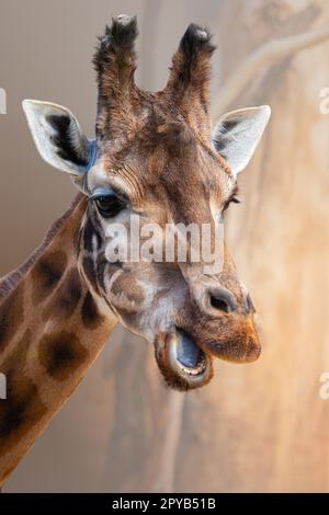 Porträt von Rothschild Giraffe, Giraffa camelopardalis rothschildi, vor hellbraunem Hintergrund Stockfoto