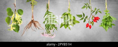 Frische Teepflanzen hängen zum Trocknen auf grauem Hintergrund auf Stockfoto