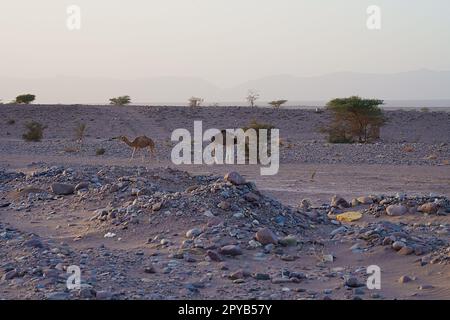 Zwei einhöhlige Kamele in der Wüste zwischen african Tissint und Foum Zguid, Souss-Massa, Marokko, klarer blauer Himmel an 2023 warmen sonnigen Wintertag im Januar. Stockfoto