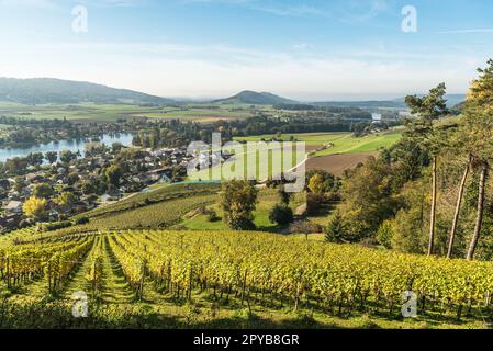 Blick vom Schloss Hohenklingen auf die Weinberge, die Stadt Stein am Rhein und den Rhein, Kanton Schaffhausen, Schweiz Stockfoto