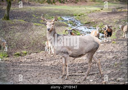 Doe, weibliche Hirschkuh, die vor einer Gruppe von Ziegen steht und billy-Ziegen, in die Kamera schaut, Fluss im Hintergrund, Wildlife Park Brudergrund, Erbach, Deutschland Stockfoto