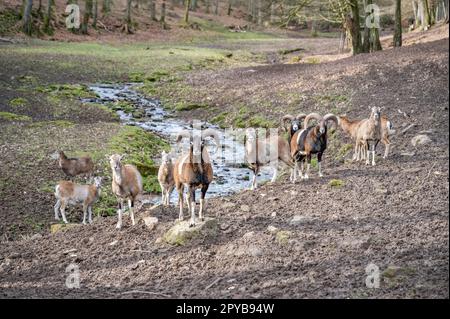 Eine Gruppe von ziegen und Ziegen steht draußen vor einem Fluss im Wildpark Brudergrund, Erbach, Deutschland, und schaut in die Kamera Stockfoto