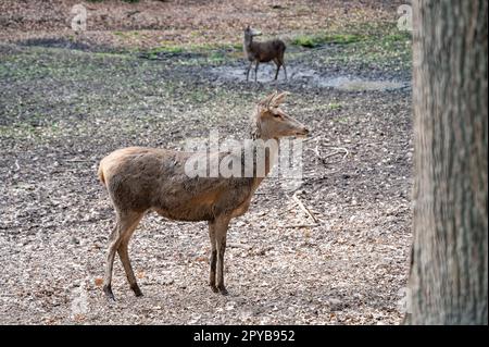 Doe, weibliche Hirschkuh steht, zweites Rind im Hintergrund, Wildlife Park Brudergrund, Erbach, Deutschland Stockfoto