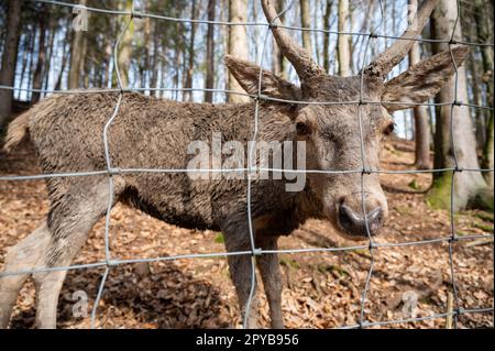 Hirsche hinter dem Zaun in einem öffentlichen Tierpark, der in die Kamera schaut, Tierschutz Stockfoto