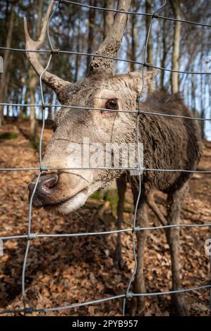 Hirsch hinter dem Zaun in einem öffentlichen Wildpark Zoo, der auf Kamera, Tierschutz, vertikale Aufnahme schaut Stockfoto