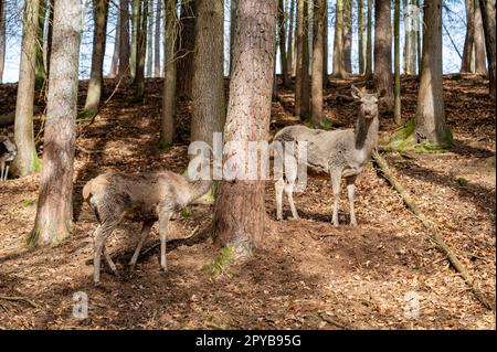 Zwei weibliche Hirschkuh in freier Wildbahn zwischen Bäumen im Tal, schaute in die Kamera, Wildlife Park Brudergrund, Erbach, Deutschland Stockfoto