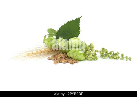 Hopfenzapfen und Weizenkörner auf weißem Hintergrund Stockfoto