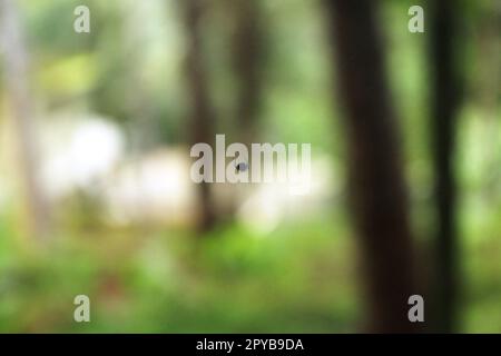 Eine kleine Spinne auf grünem Hintergrund Stockfoto