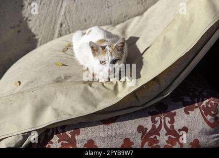 Verlassener Katzenwelpe Stockfoto