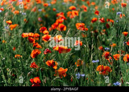 Im Frühsommer blühen wilde Mohnblumen auf dem Feld Stockfoto