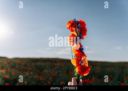 Ein Haufen Wildblumen in deiner Hand. Ein Strauß aus rotem Mohn, blauen Maisblüten und Gänseblümchen in voller Höhe am Himmel Stockfoto