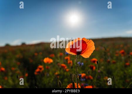 Leuchtend rote Feldmohnblume auf einem Feld im Sonnenlicht Stockfoto