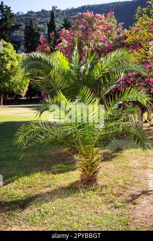 Sehr schöne Palme mitten im Park. Dattelwald in Montenegro. Reisen, Urlaub, Badeurlaub. Stockfoto