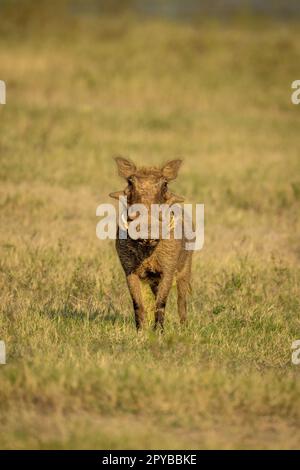 Gewöhnliches Warzenschwein steht auf dem Gras mit Blick auf die Linse Stockfoto