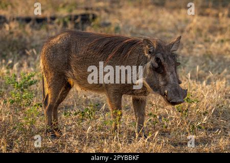 Ein gewöhnliches Warzenschwein steht auf einer Graskamera Stockfoto