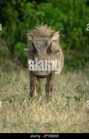 Gewöhnliches Warzenschwein steht auf Gras in Richtung Kamera Stockfoto