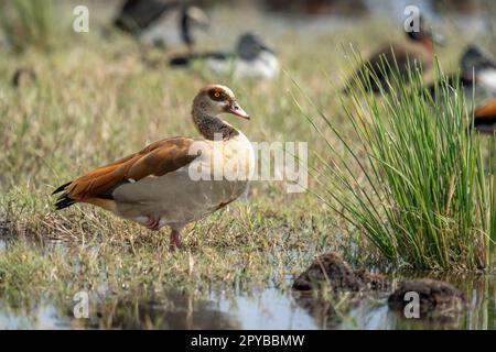 Ägyptische Gans steht am Fuß des Flusses Stockfoto