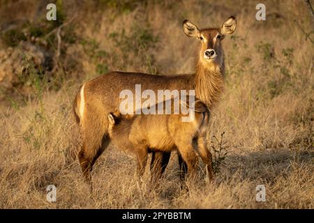 Weibliche Wasserbuckschwester pflegt Kalb im Grünland Stockfoto