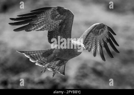 Ein gelber Mono-Glockendrachen hebt Flügel an, um zu landen Stockfoto