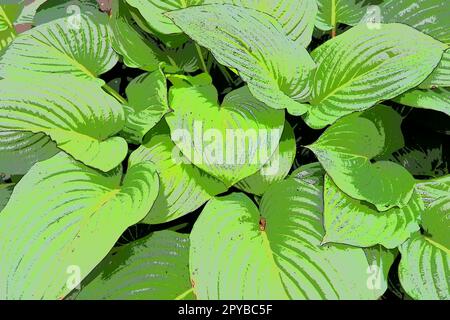 Hosta ist eine Gattung mehrjähriger krautiger Pflanzen der Familie Asparagus, die früher zur Familie Liliaceae gehörte. Große Hosta-Blätter. Blumenzucht und Landschaftsgestaltung. Einfarbiger grüner Ton Stockfoto