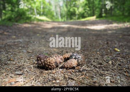 Kiefer- oder Fichtenzapfen liegen auf altem, getrocknetem Laub und auf Kiefernadeln. Nahaufnahme. Waldweg in einem Nadelwald. Grüne Bäume im Hintergrund. Das Thema Ökologie und Waldschutz Stockfoto