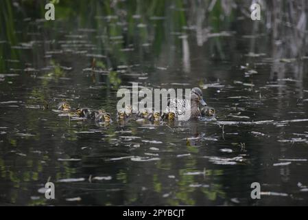 Weibliche Stockente (Anas platyrhynchos) schwimmt in Richtung Kamera mit 11 Enten rechts und links von ihr, aufgenommen in Mid-Wales, Großbritannien im April Stockfoto