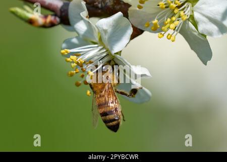 Westliche Honigbiene hängt in der Blüte eines Pflaumenbaums Stockfoto