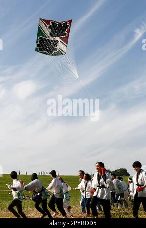 3. Mai 2023, Saitama, Japan: Teilnehmer fliegen während des Riesendrachen-Festivals in Kasukabe City einen riesigen Drachen. Die Teilnehmer flogen enorme Drachen inÂ Gebet für eine reichhaltige Ernte aus ihrer Seidenraupenzucht. Die beiden größten Riesendrachen wiegen 800 kg (das gleiche Gewicht wie ein kleines Auto) und sind 11 Meter breit und 15 Meter hoch. Die Feier fand occurredÂ seit 1841 jährlich statt, außer während der COVID-19-Pandemie. Es begann, als ein buddhistischer Mönch die Einheimischen darüber informierte, dass ein Drachen geflogen wurde, um für eine reichliche Ernte von Seidenraupen zu beten. Das jährliche Festival findet dieses Jahr vom 3. Mai bis Ma statt Stockfoto