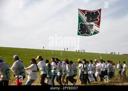 3. Mai 2023, Saitama, Japan: Teilnehmer fliegen während des Riesendrachen-Festivals in Kasukabe City einen riesigen Drachen. Die Teilnehmer flogen enorme Drachen inÂ Gebet für eine reichhaltige Ernte aus ihrer Seidenraupenzucht. Die beiden größten Riesendrachen wiegen 800 kg (das gleiche Gewicht wie ein kleines Auto) und sind 11 Meter breit und 15 Meter hoch. Die Feier fand occurredÂ seit 1841 jährlich statt, außer während der COVID-19-Pandemie. Es begann, als ein buddhistischer Mönch die Einheimischen darüber informierte, dass ein Drachen geflogen wurde, um für eine reichliche Ernte von Seidenraupen zu beten. Das jährliche Festival findet dieses Jahr vom 3. Mai bis Ma statt Stockfoto