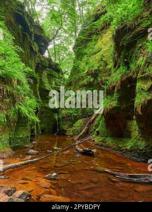 Schmale und farbenfrohe Schlucht des Finnich glen, Teufelskanzel, in Schottland, Großbritannien. Stockfoto