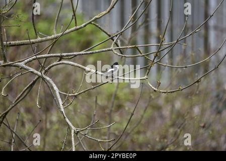 Männlicher europäischer Rattenfänger (Ficedula hypoleuca) auf Zweigen im rechten Profil mit geneigtem Kopf in Richtung Kamera, aufgenommen in Mittelwales, Großbritannien, April Stockfoto